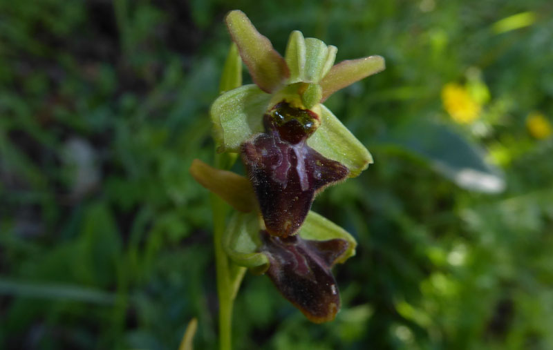 Ophrys sphegodes subsp.classica